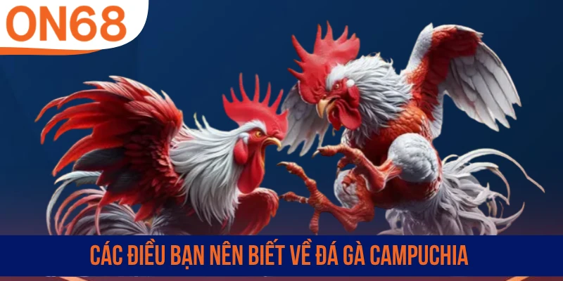 Các điều bạn nên biết về đá gà Campuchia