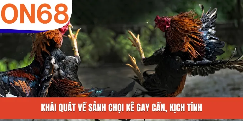 Khái quát về sảnh chọi kê gay cấn, kịch tính